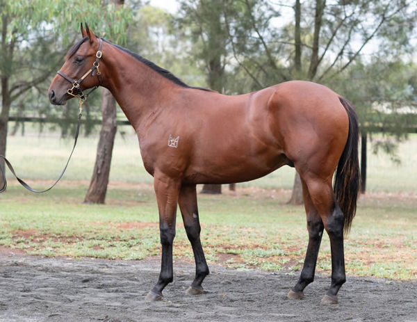 Firerated was a $275,000 Inglis Classic purchase from Kingstar Farm.