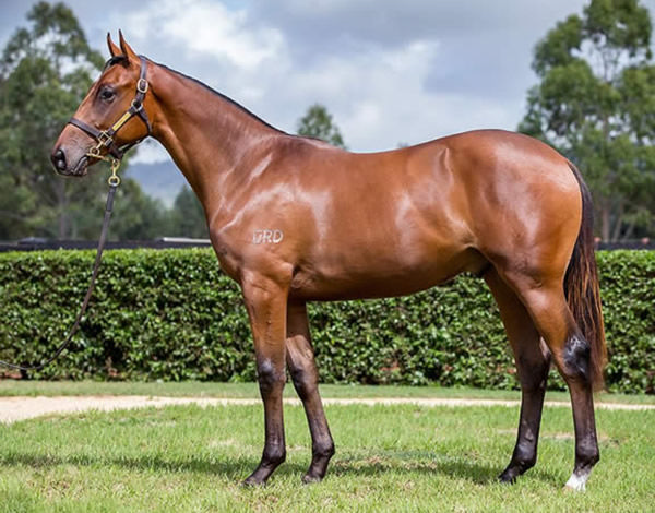 Fifteen Rounds was a $200,000 Inglis Easter yearling