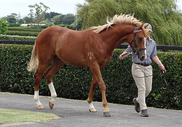 G1 NZ 2000 Guineas runner-up Fields of Gold was a striking yearling.