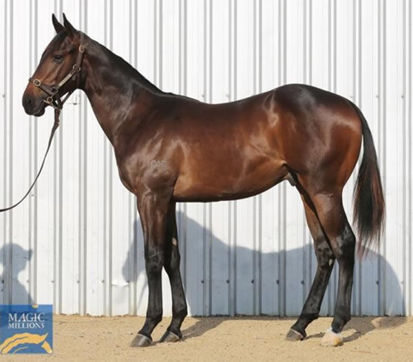 Finance Tycoon as a yearling