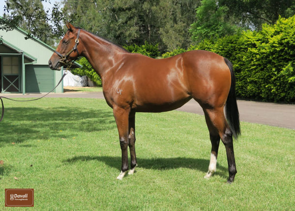 Fiorenza as a yearling