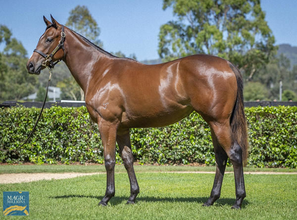 Fire Lane a $330,000 Magic Millions yearling