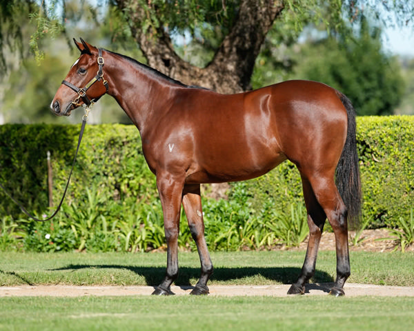 Fireball Miss was a $140,000 Inglis Easter purchase from Vinery. 