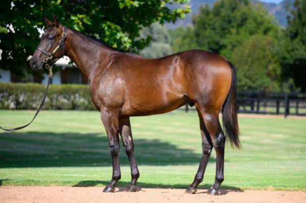 Firm Agreement was a $140,000 Inglis Easter purchase.  