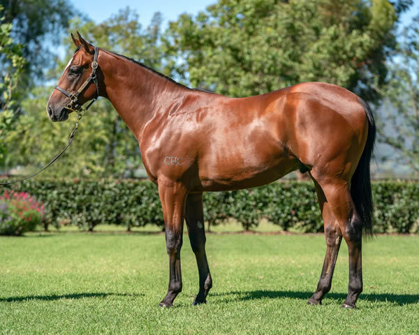 $1.8million Snitzel colt from First Seal that topped 2020 Inglis Easter.