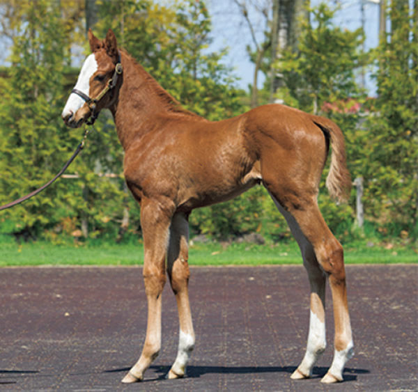 Lot 397 - the first and only foal by Justify in the sale