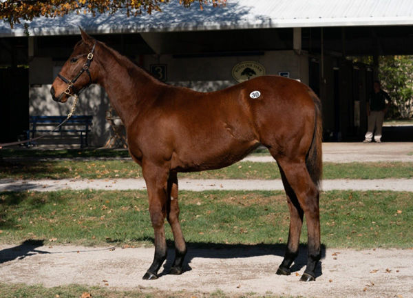 $400,000 Justify  filly from Lastofthesummerwine