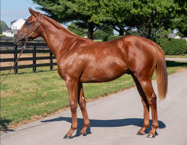 $1.7million Flightline colt from MIra Alta.