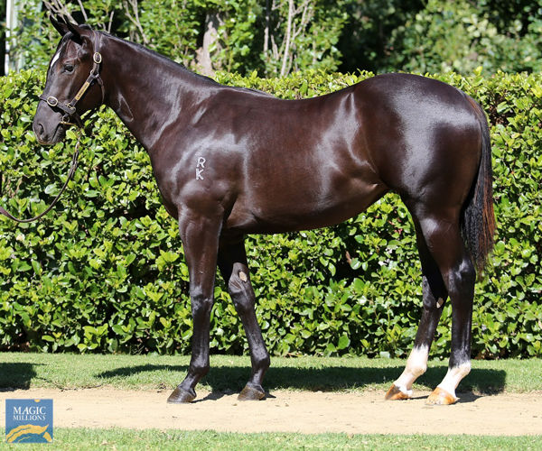 Fly Nice a $70,000 Magic Millions yearling