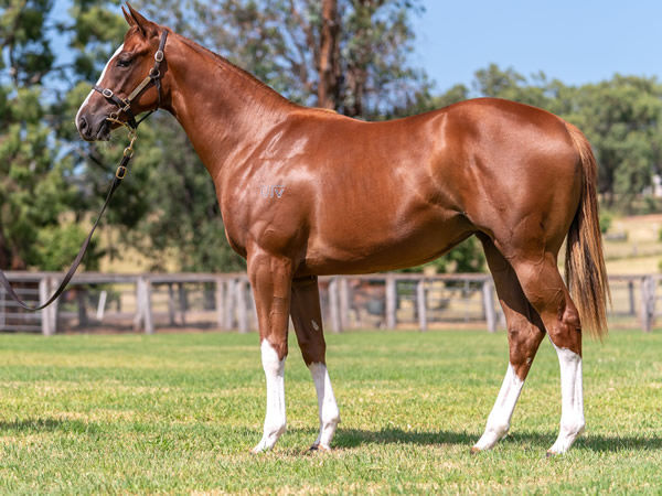$220,000 Maurice filly from Flashing Speed topped the Highway session.