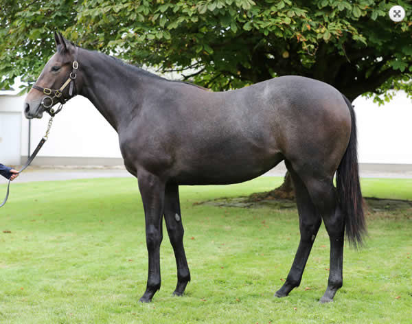 Oasis Dream filly from Princess de Lune