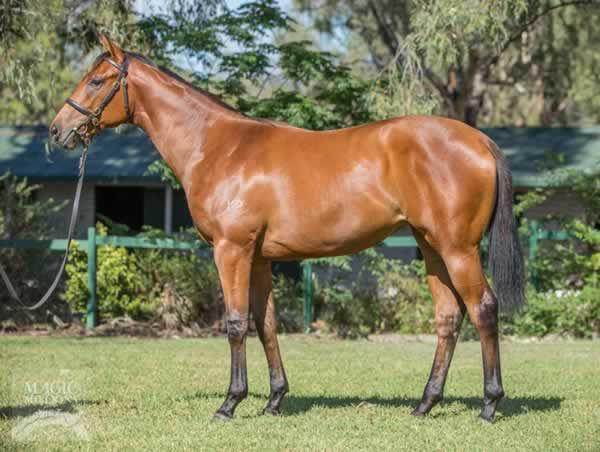 Forbidden Love a $150,000 Magic Millions yearling