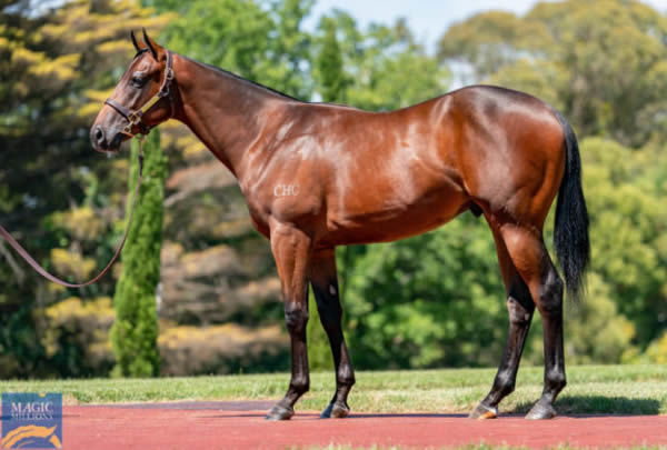 Force Red was a $240,000 Magic Millions purchase.