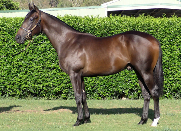 Forest King was a $140,000 Inglis Classic purchase.