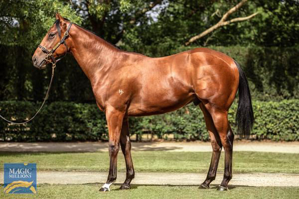 Forged a $280,000 Magic Millions yearling