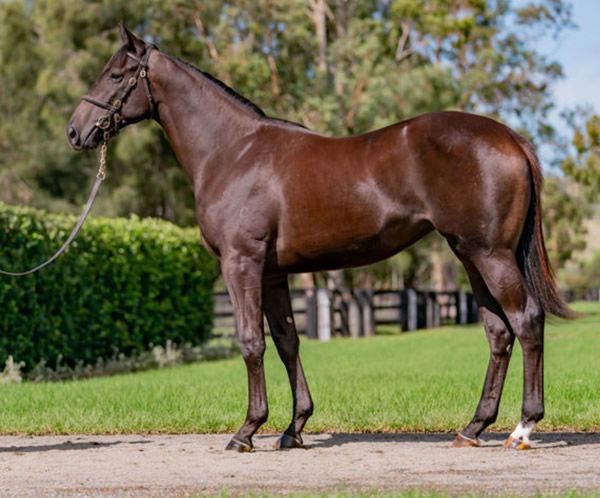 Foxy Cleopatra was a modest $120,000 Inglis Easter purchase.