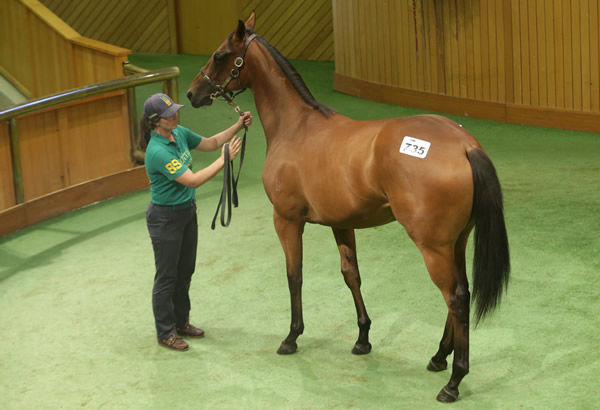 Lot 735, the Per Incanto filly, was purchased by Gary Harding for $170,000. Photo: Trish Dunell