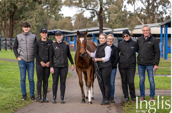 Successful Great Southern concludes strong Inglis breeding stock sales season