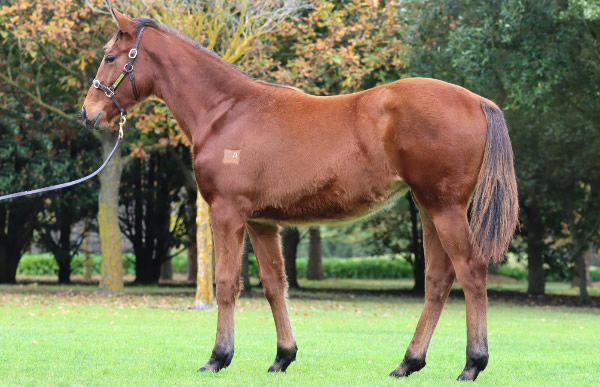 $525,000 Frankel filly from Abby Hatcher (IRE).