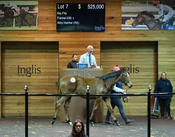 $525,000 Frankel filly from Abby Hatcher (IRE) was a showstopper for Rosemont Stud.