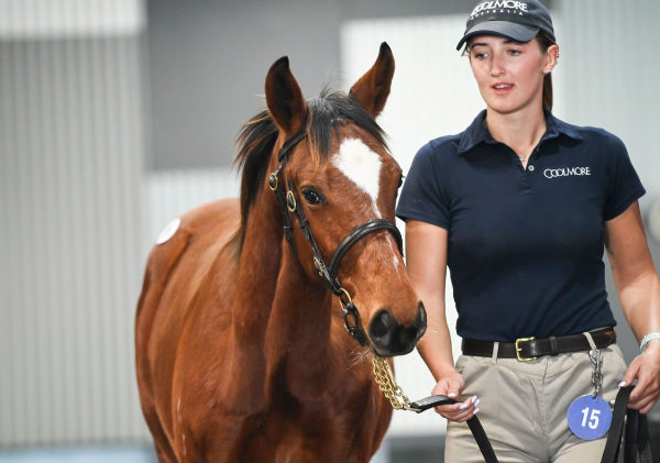 $500,000 Frankel colt from Amicus - image Inglis