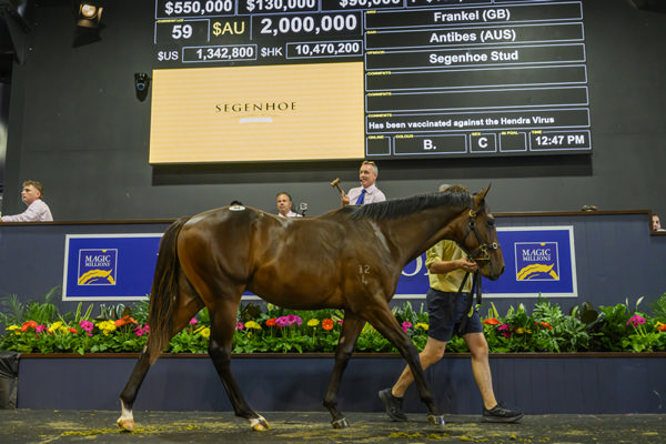 Frankel x antibes sale