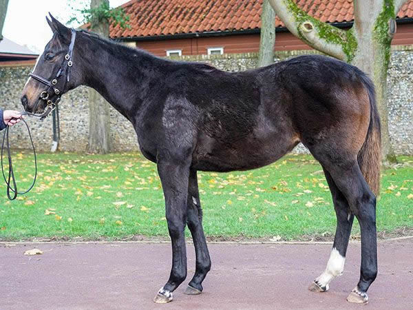 Frankel filly from Awesome Tank