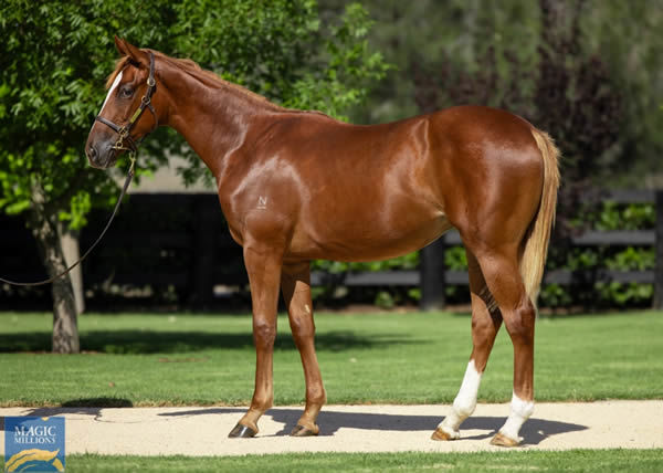 $825,000 Frankel filly from Boujie Girl (USA).