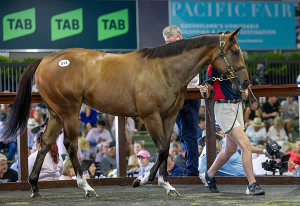 $1million Frankel filly from Cercle D'or - image Magic Millions