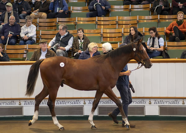 Frankel colt from Innevera - all images Tattersalls