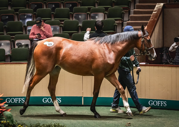 Top selling Frankel filly from Multilingual - image Goffs