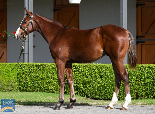 Frankel colt from Nechita, click to see his page.