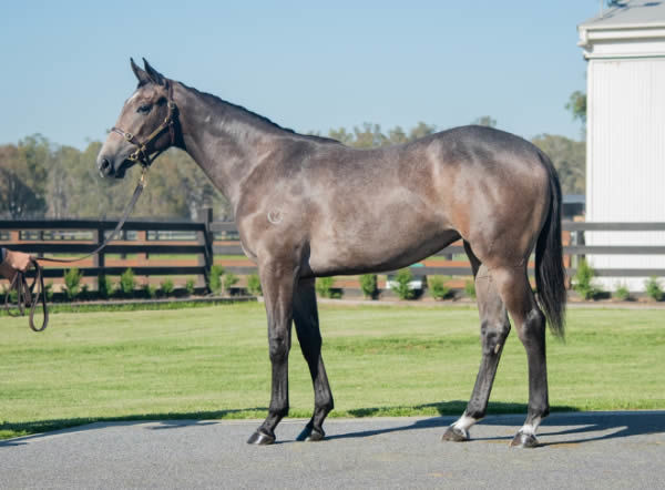 $900,000 Franke filly from Of Good Cheer (GB)