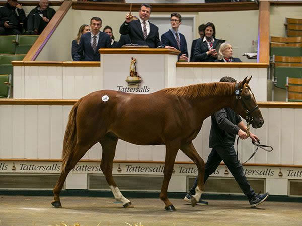 Frankel colt from Qaws.