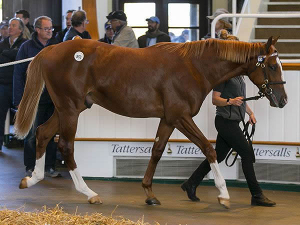 Frankel colt from September Stars