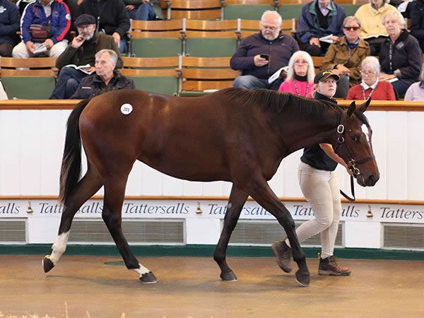 Frankel filly from Shambolic