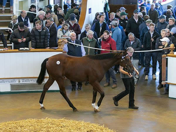 Frankel colt from Dubawi mare So Mi Dar, a full sister to Too Darn Hot.