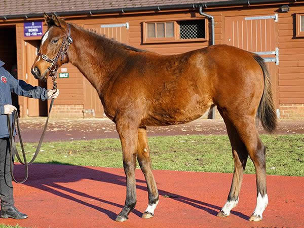 Frankel filly from Sunny Again