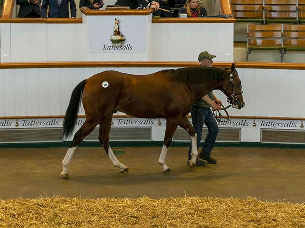 Purchased for 2.4million guineas, Diego Velazquez was the second highest priced yearling at Tattersalls October Book 1 in 2022.