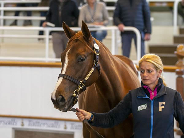 Frankel filly from Via Lazio