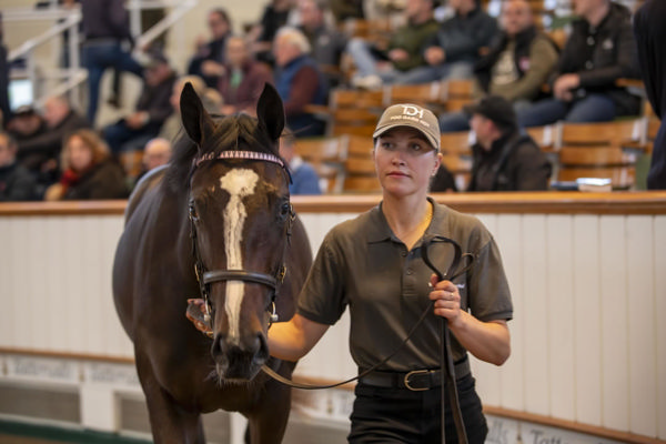 Frankel (GB) x Ville de Grace (GB) filly