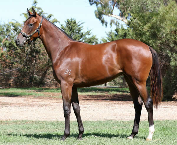 Redoute's Choice filly from Smiles for Layla