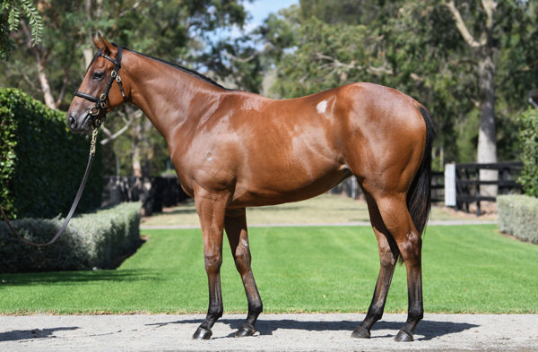 Free Flying was a $750,000 Inglis Easter purchase.