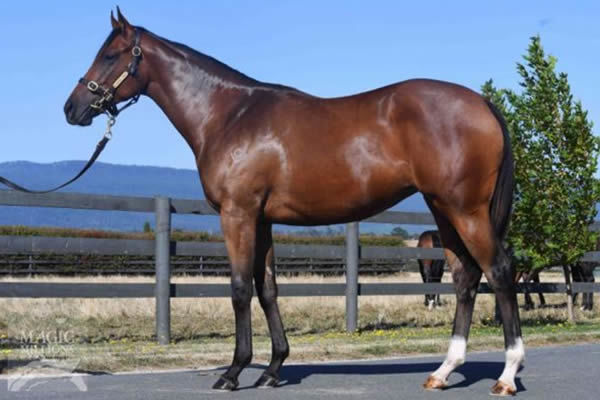 Free Flying Star as a yearling