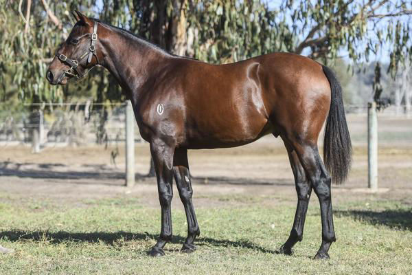 Free To Move an $8,000 VOBIS Gold yearling