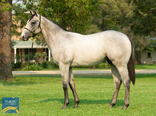 Frosty Rocks was a $140,000 Magic Millions yearling