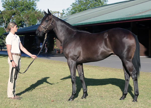 Lot 302 Savabeel filly from Splits