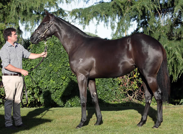 $500,000 Savabeel filly from Valley Girl