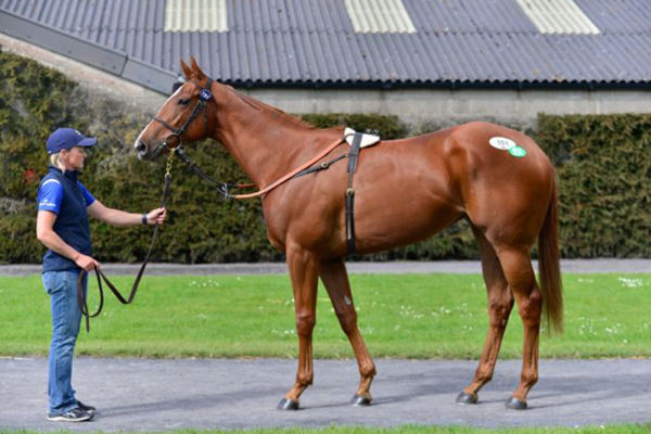 Sale-topping Saxon Warrior filly from Causeway Queen.