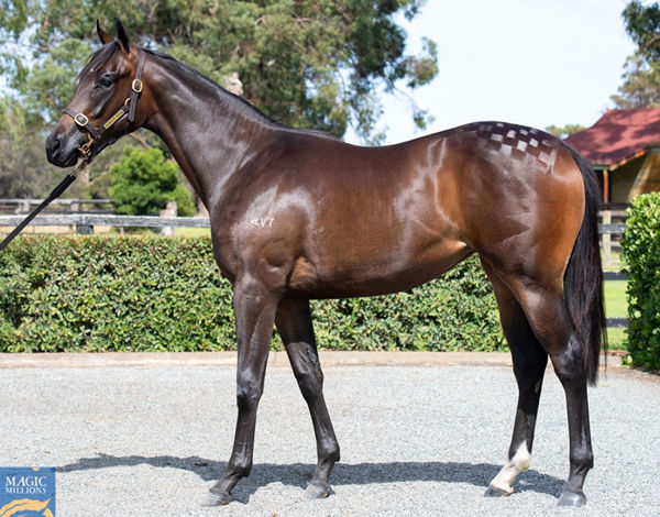 Lot 70 - the half-sister by Sessions to Portland Sky.